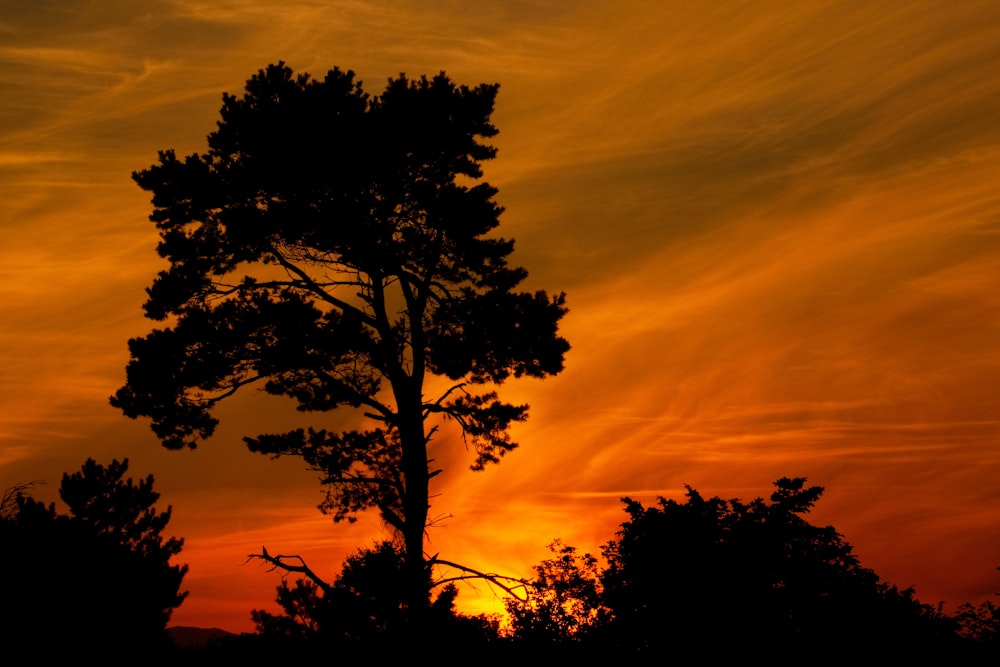 silhouette d’arbres sous un ciel orangé