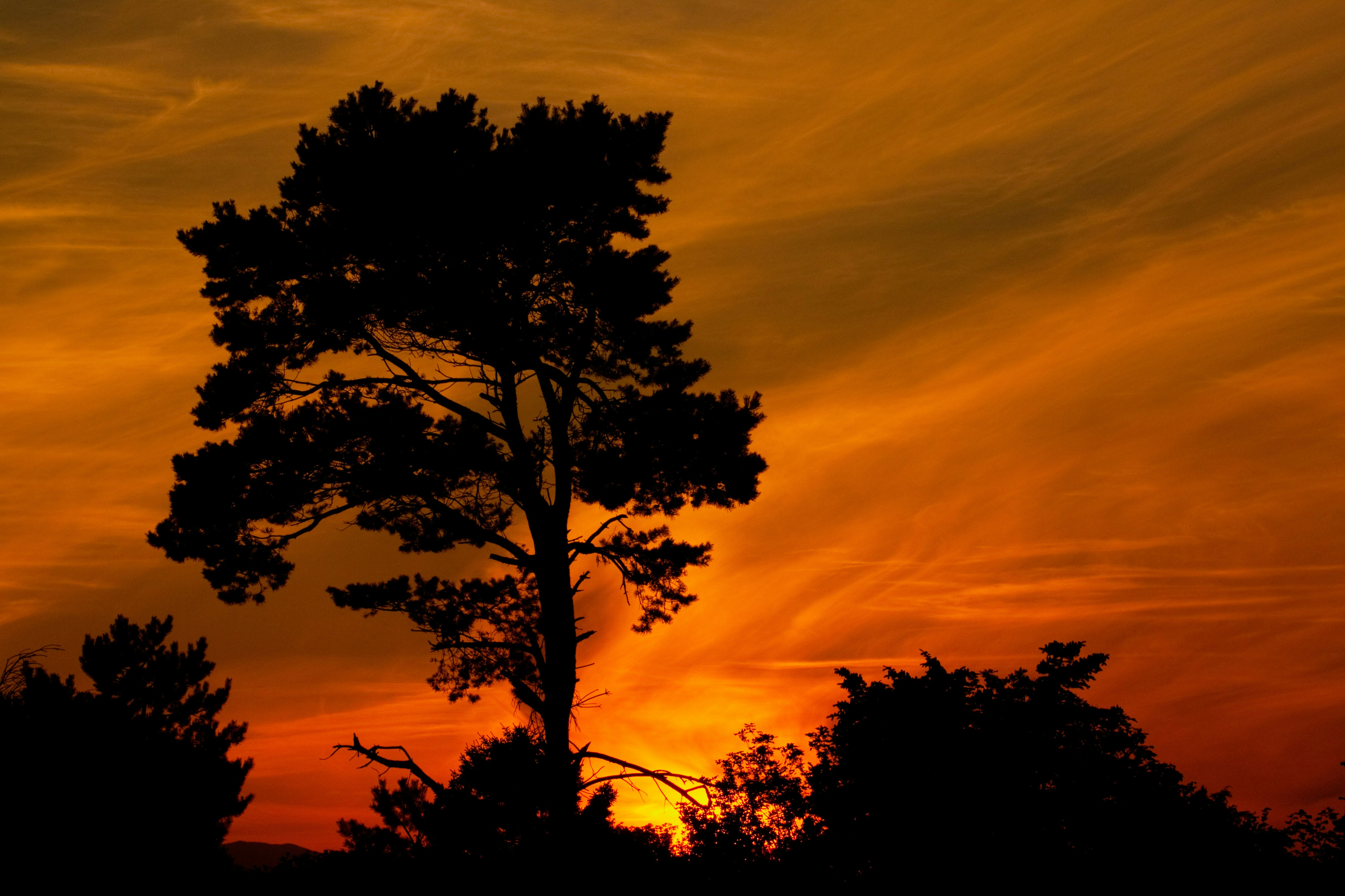 A vibrant sunset lights a hazy cloudy background for a nice evening silhouette (one of my favorite photo targets).