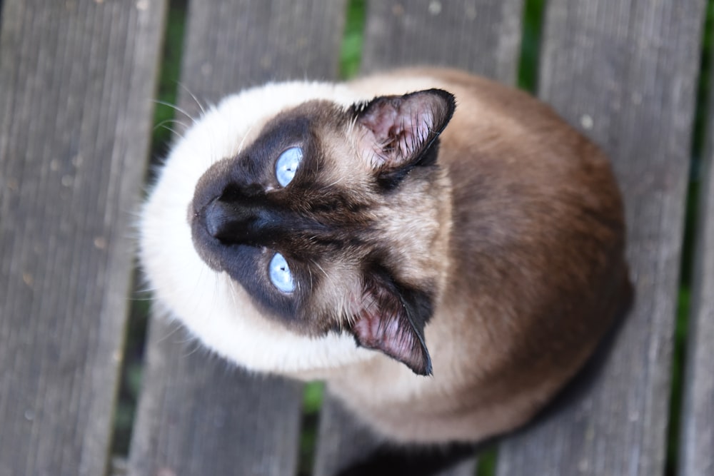 Siamese cat on black wooden floor