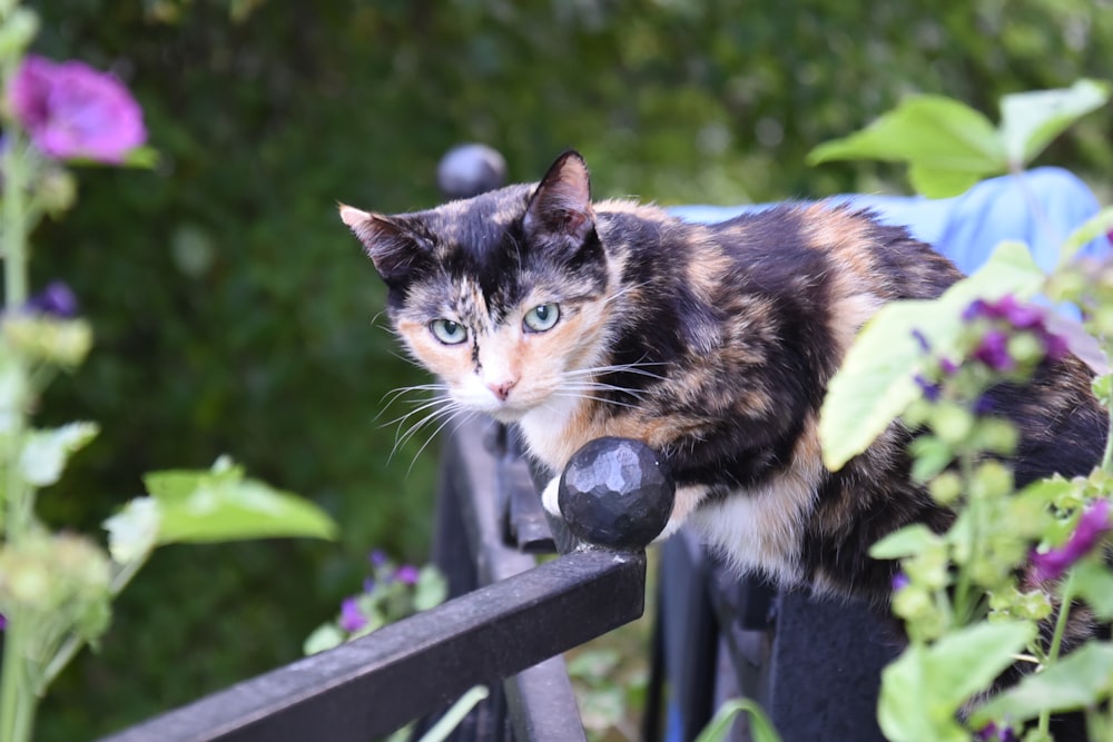 tortoiseshell cat on railing