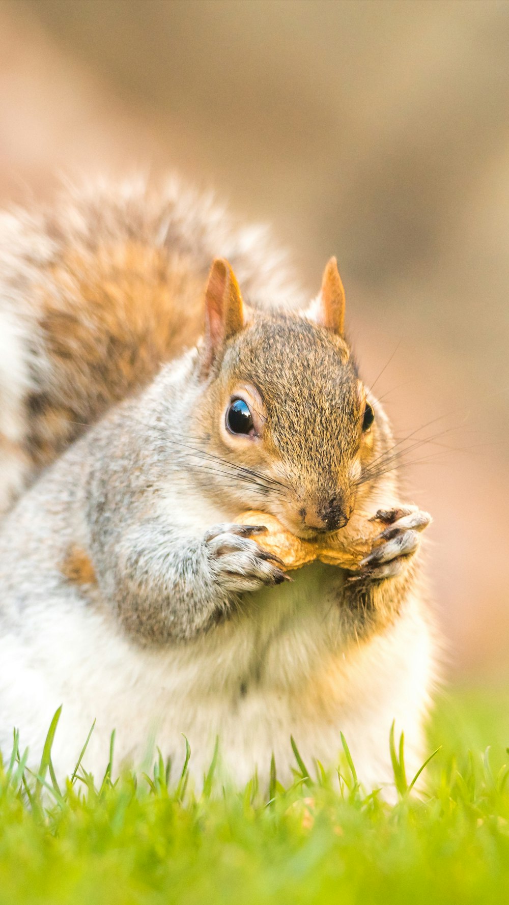 selective focus photo of squirrel