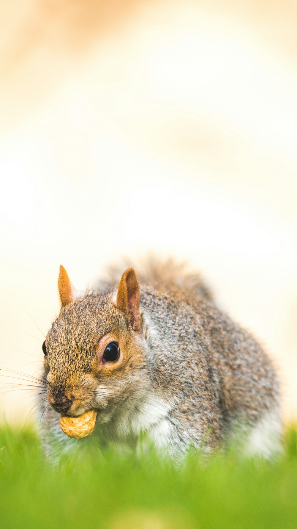 gray and white squirrel biting peanut