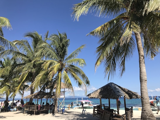A vibrant tropical beach scene with tall palm trees swaying in the breeze. Groups of people are gathered under thatched-roof huts, enjoying the shade. Clear blue skies and turquoise ocean water create a picturesque setting. Wooden benches and tables are placed under the huts, offering a space for relaxation.