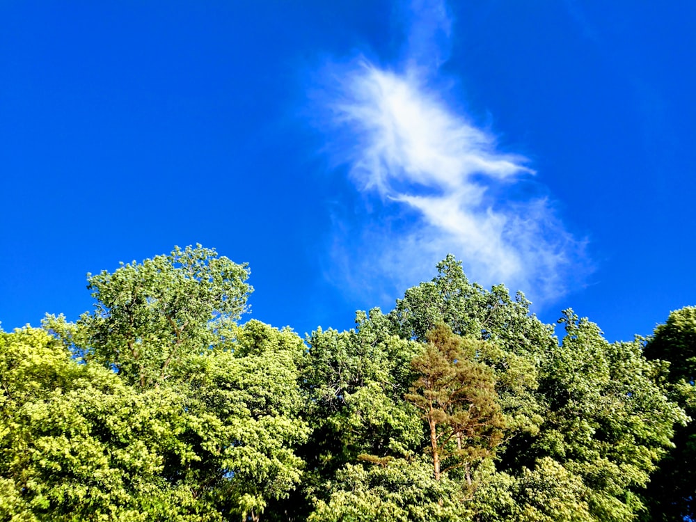 green trees under clear blue sky during daytime