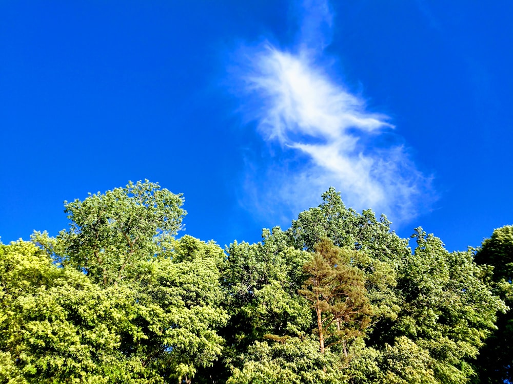 arbres verts sous un ciel bleu clair pendant la journée