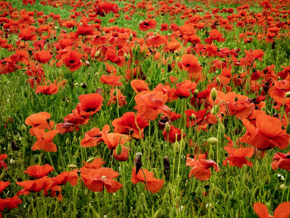 blooming red poppy flower field