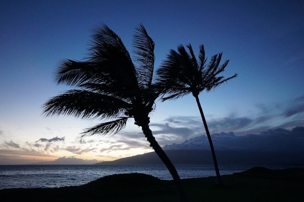 two coconut palm trees viewing sea at night time