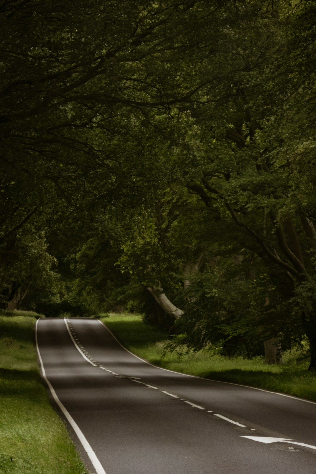 landscape photo of a white and gray road lined with trees