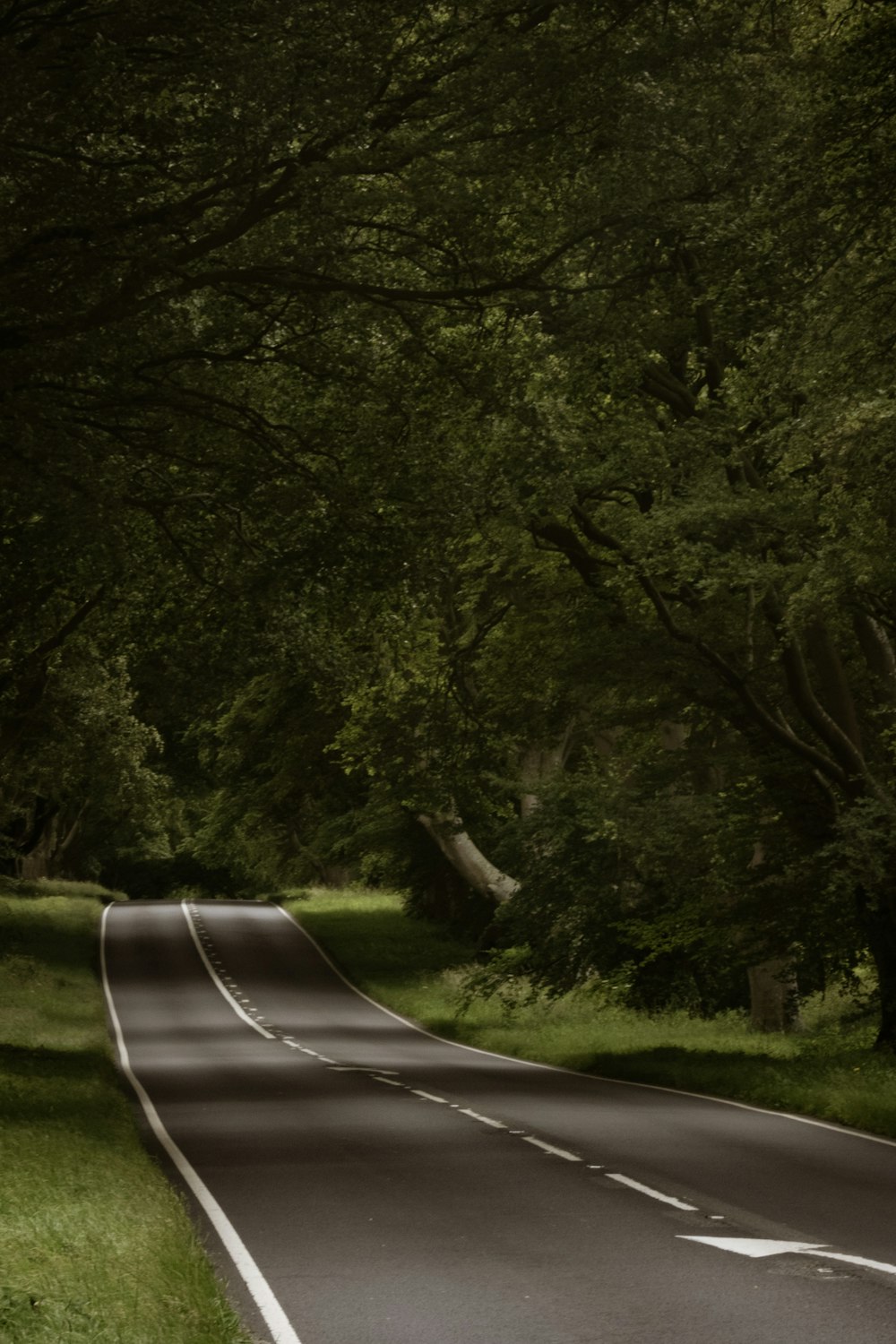 Landschaftsfoto einer weiß-grauen Straße, die von Bäumen gesäumt ist