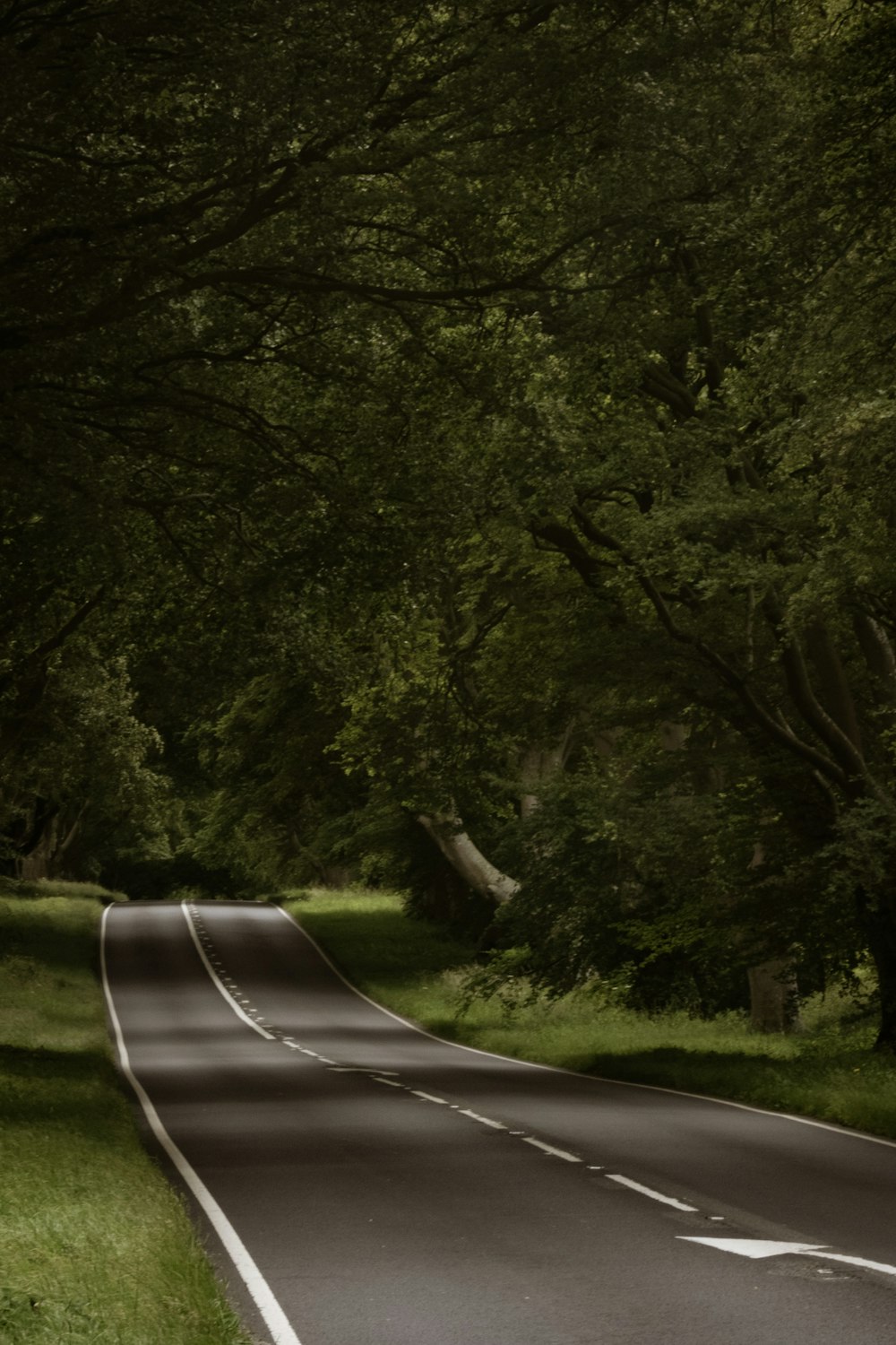 foto da paisagem de uma estrada branca e cinza ladeada de árvores