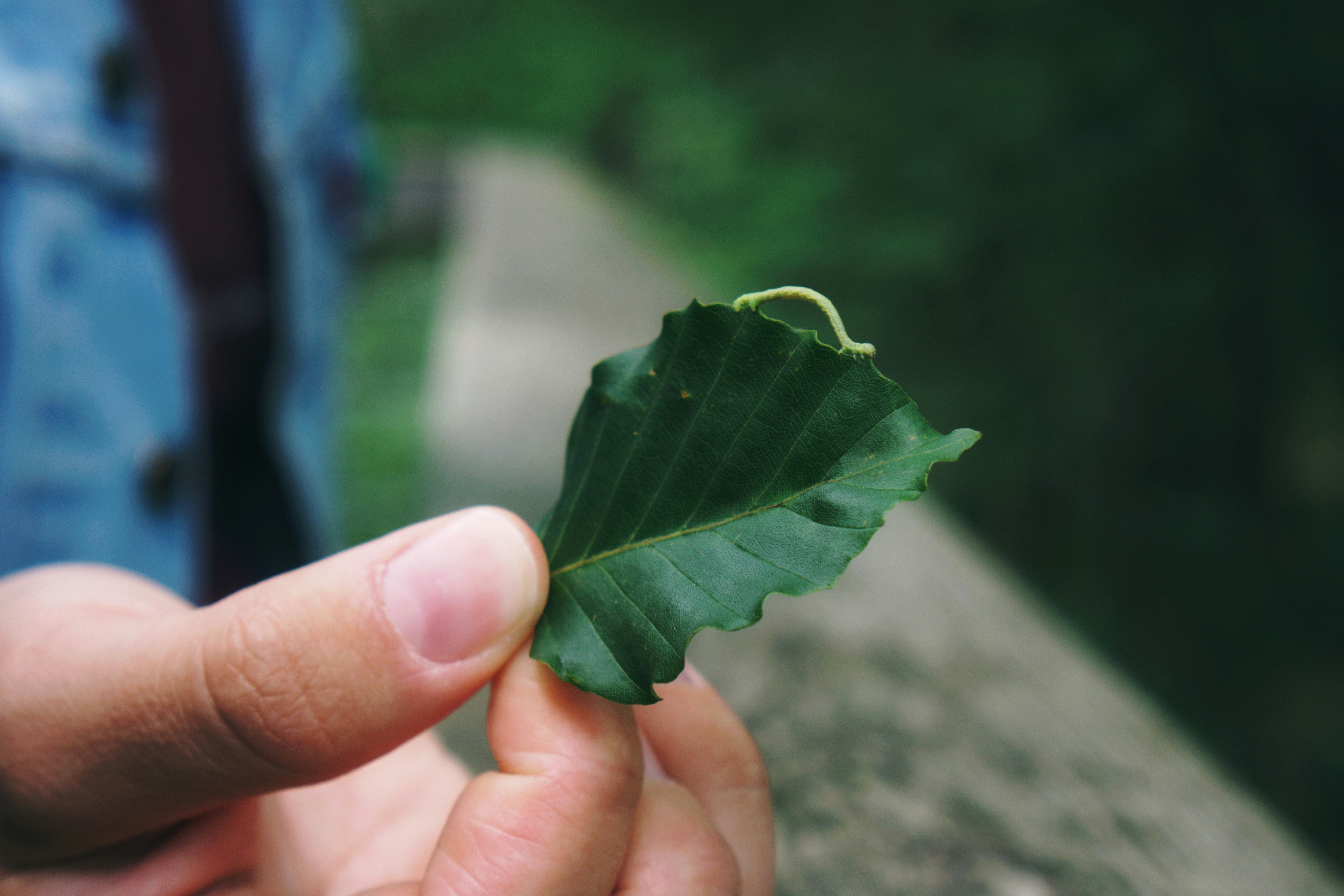 person holding green leaf