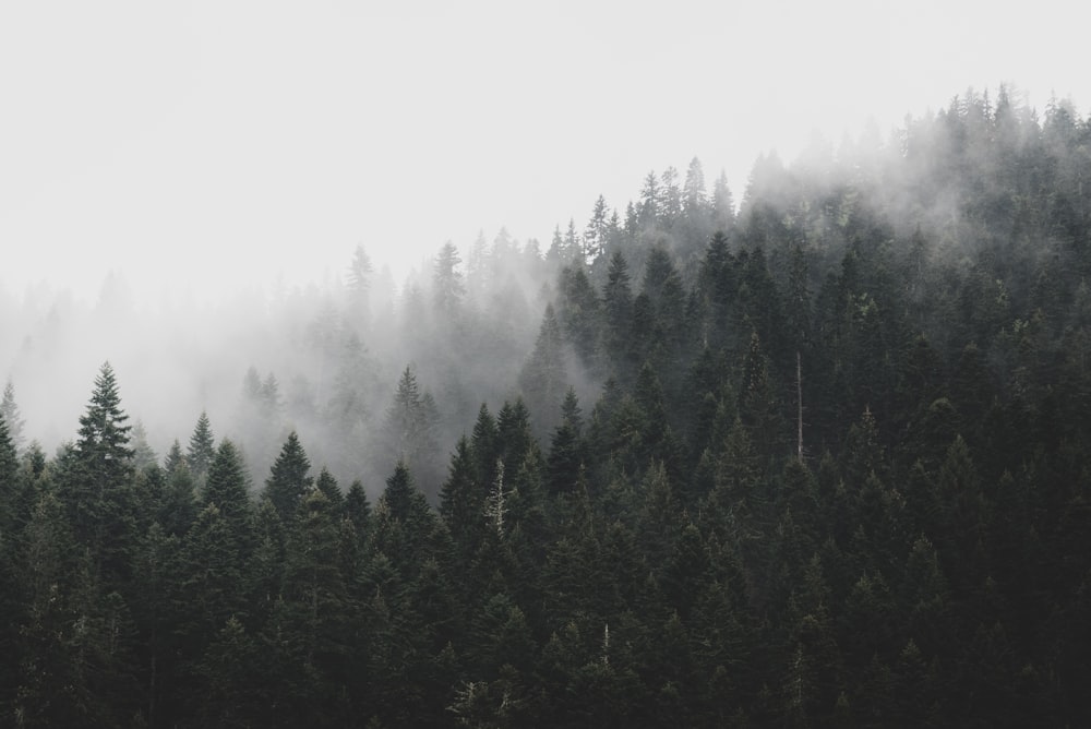 안개로 뒤덮인 나무들로 가득한 숲