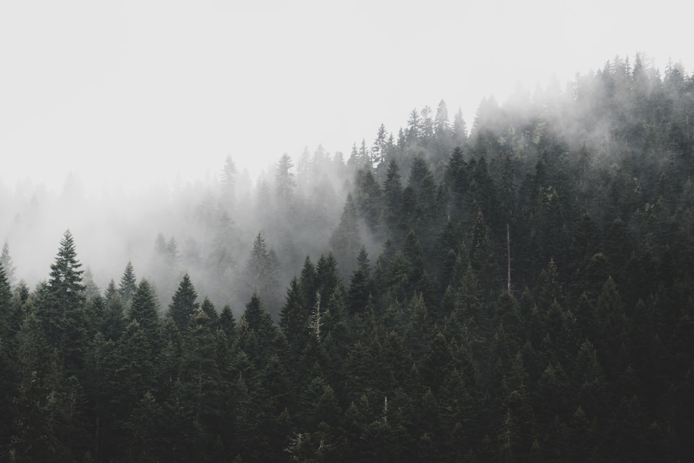 a forest filled with lots of trees covered in fog