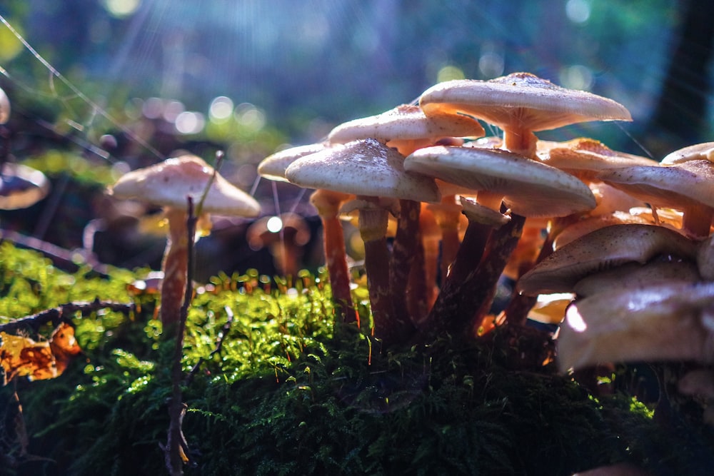 mushrooms on green grass