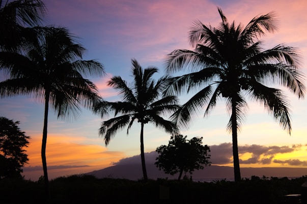 palm tree trimming in honolulu, hawaii