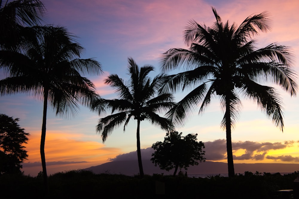silhouette photo of coconut trees