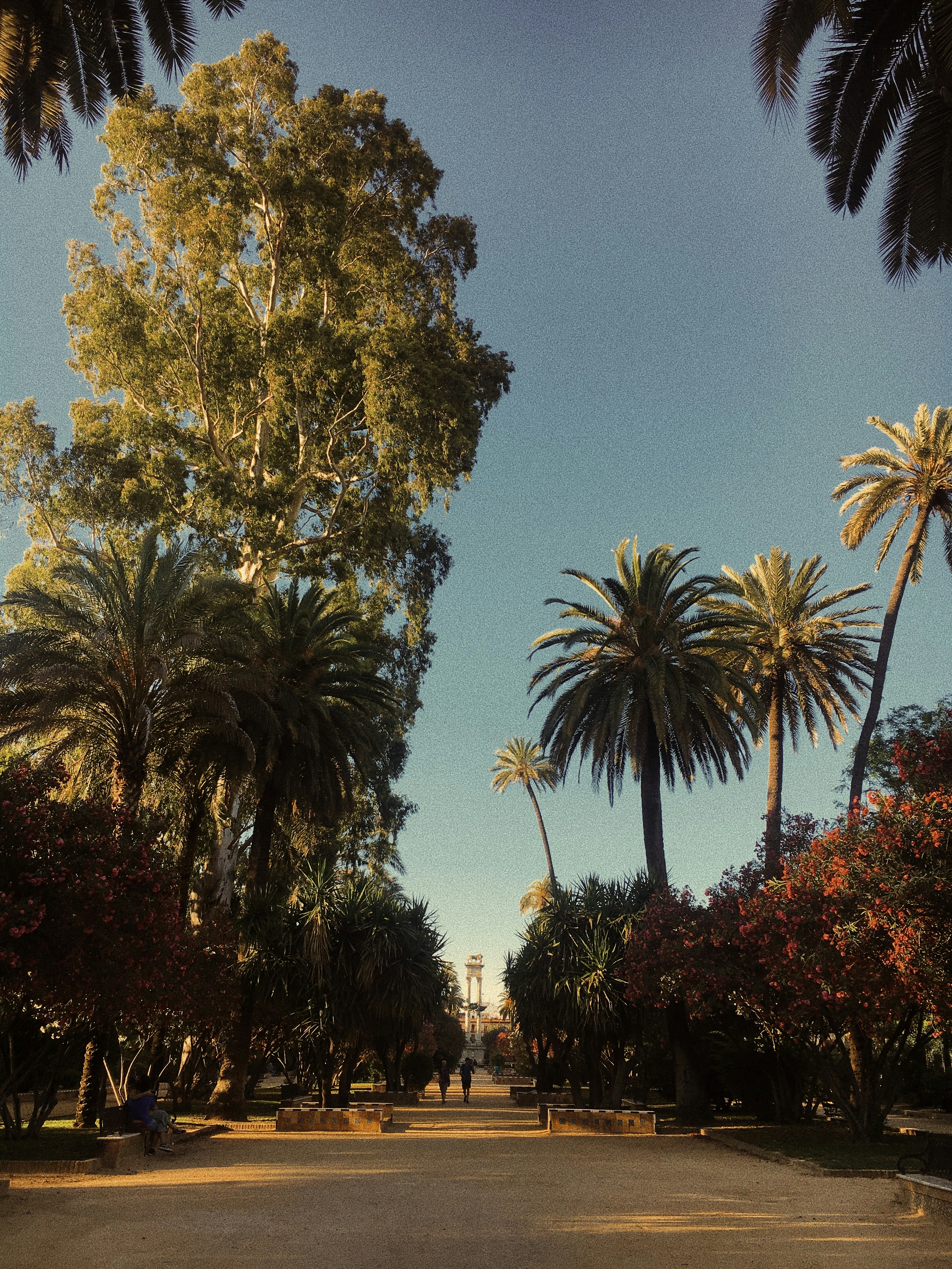 park surrounded with trees