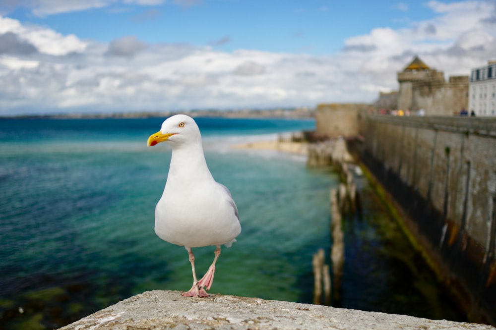 white short-beak bird