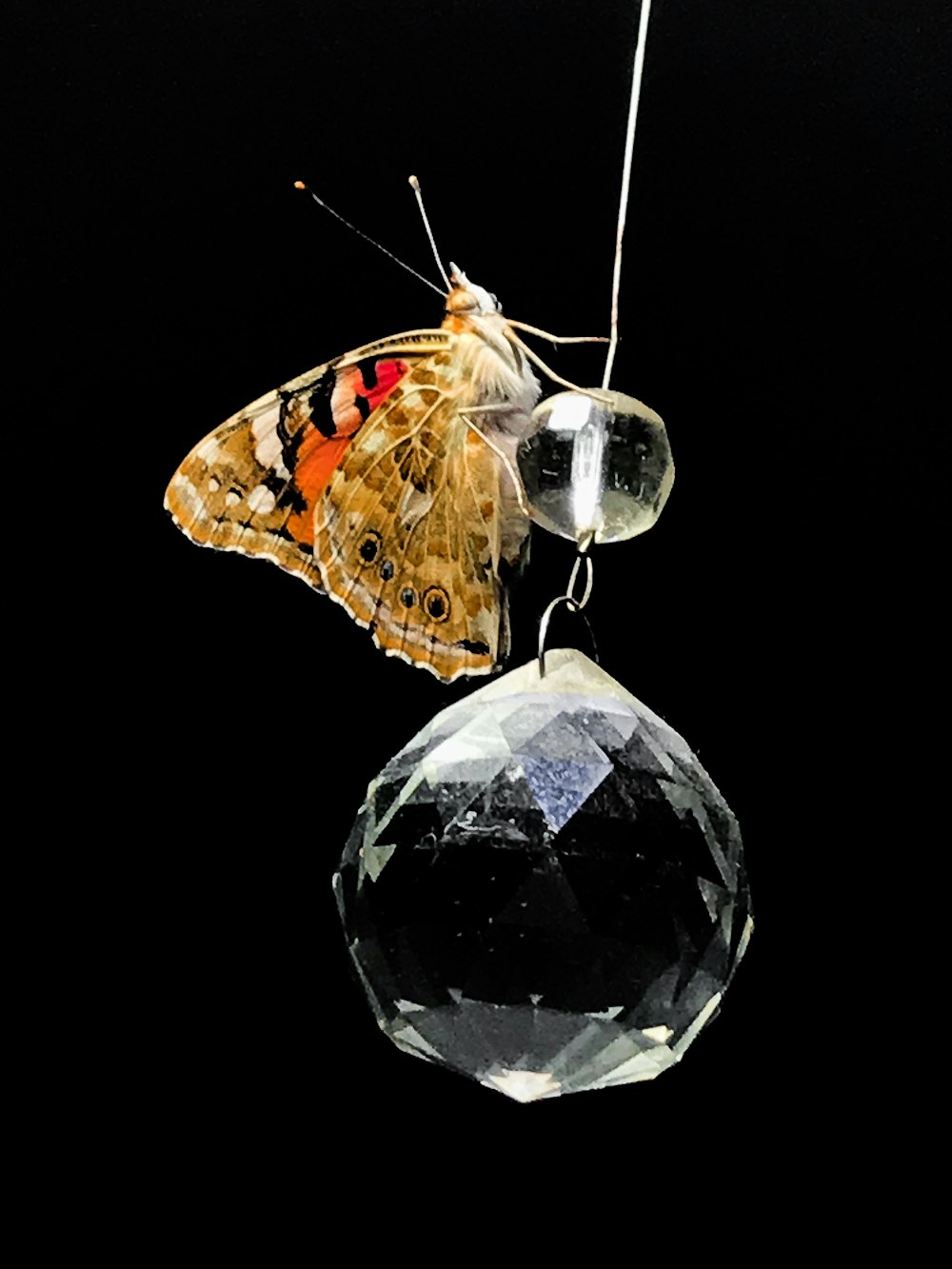 brown and red moth on hanged clear bead