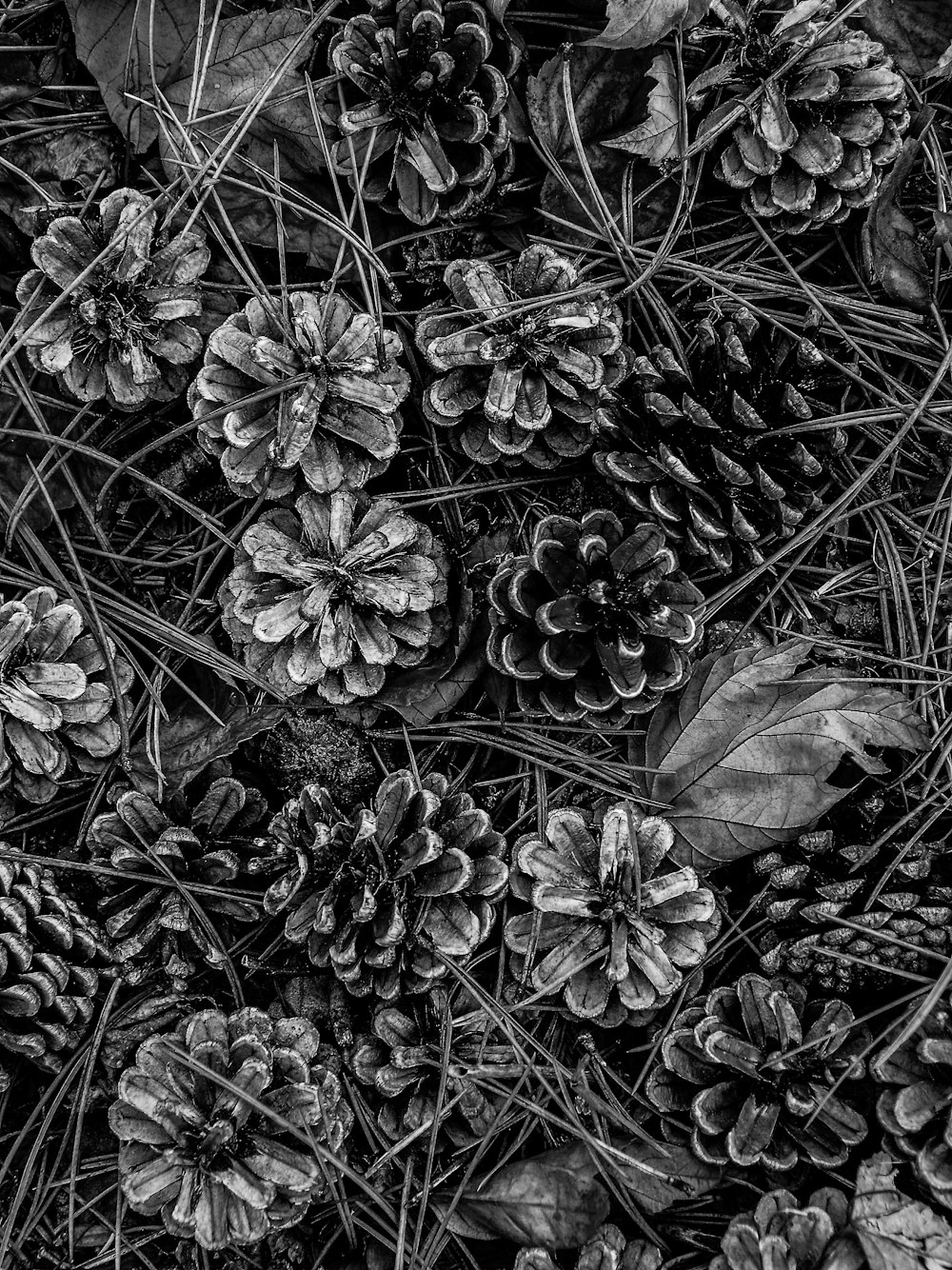 grayscale photography of pine cones