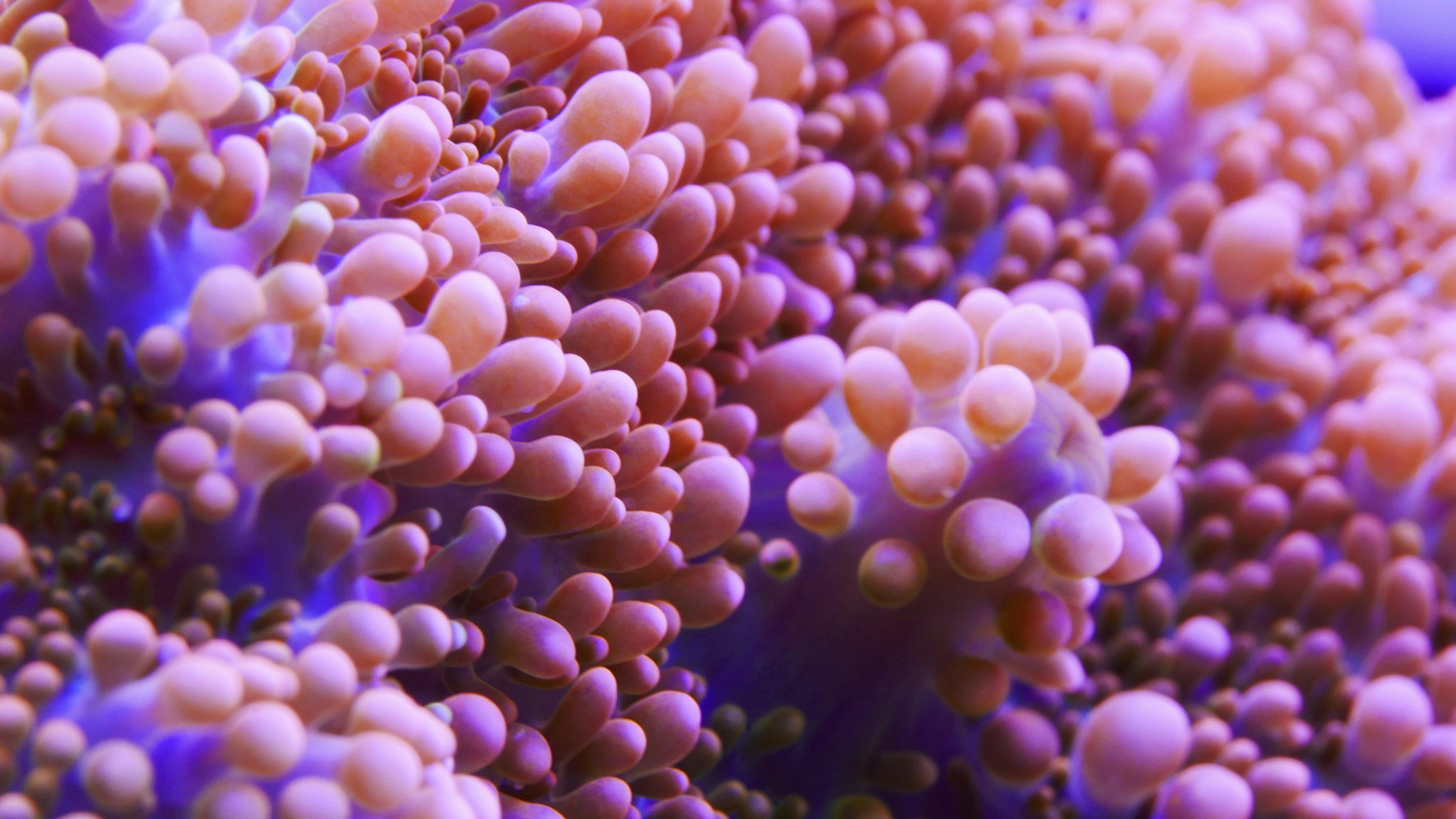 micro photography of white and orange coral