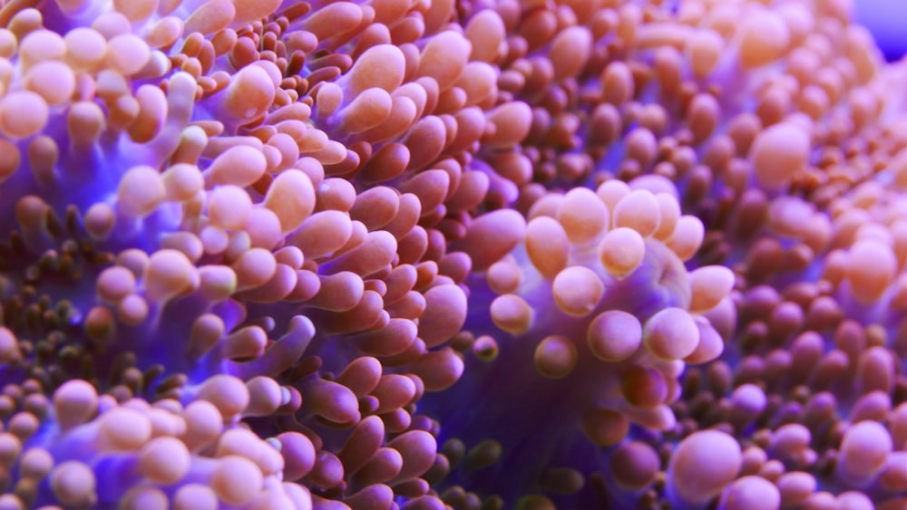 micro fotografia de coral branco e laranja