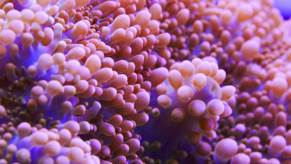 micro photography of white and orange coral