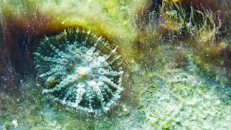 A close-up of a vibrant underwater scene featuring a jelly-like marine organism with radial symmetry, surrounded by various types of marine vegetation. The organism has a central disc covered with small tentacle-like appendages that are semi-transparent. The background is filled with greenish algae and aquatic plants, adding texture to the scene.