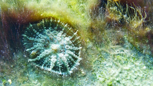 A close-up of a vibrant underwater scene featuring a jelly-like marine organism with radial symmetry, surrounded by various types of marine vegetation. The organism has a central disc covered with small tentacle-like appendages that are semi-transparent. The background is filled with greenish algae and aquatic plants, adding texture to the scene.