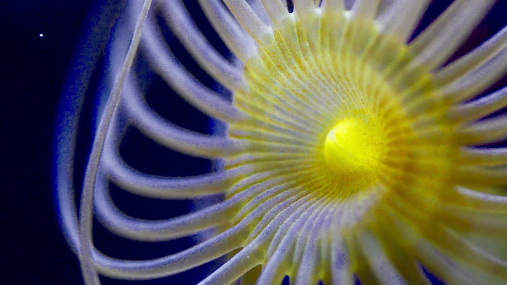white and yellow sea organism