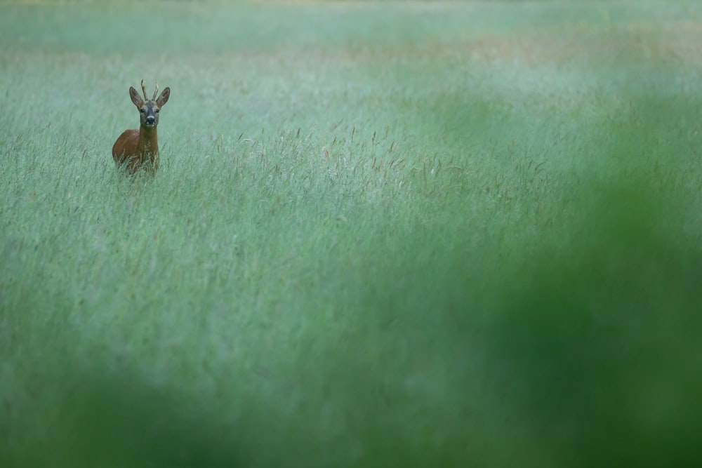 brown antelope