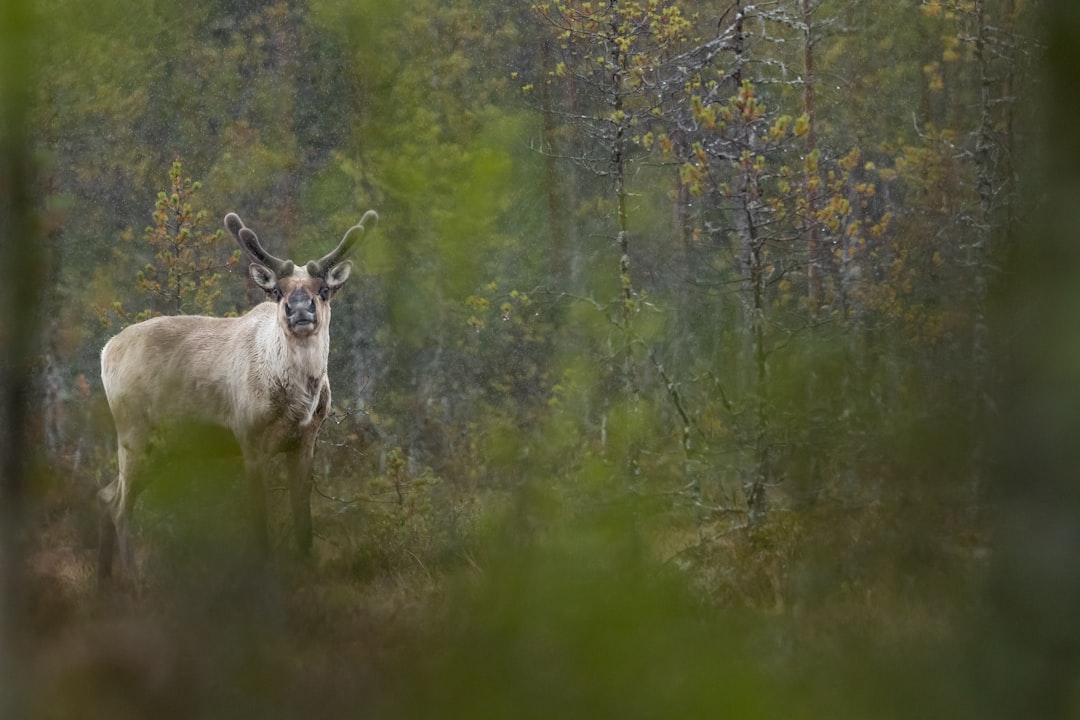 brown deer on brown grass during daytime