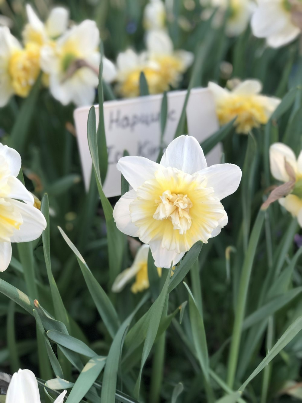 white daffodil flower