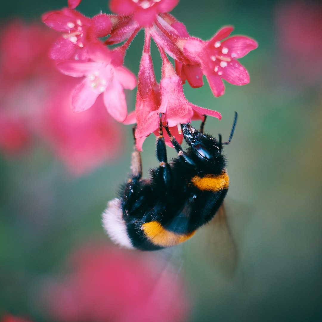 macro photo of bee sipping flower's nectar