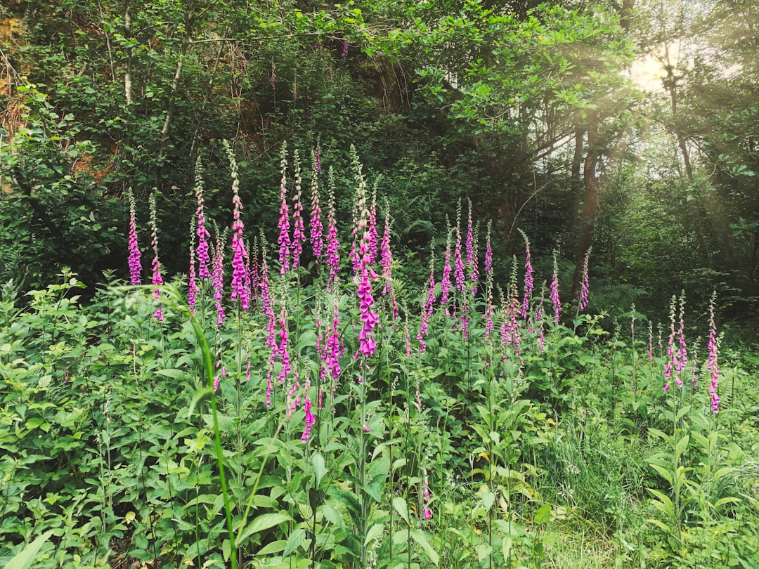 Forest photo spot Rue les Fonds 25 Ninove