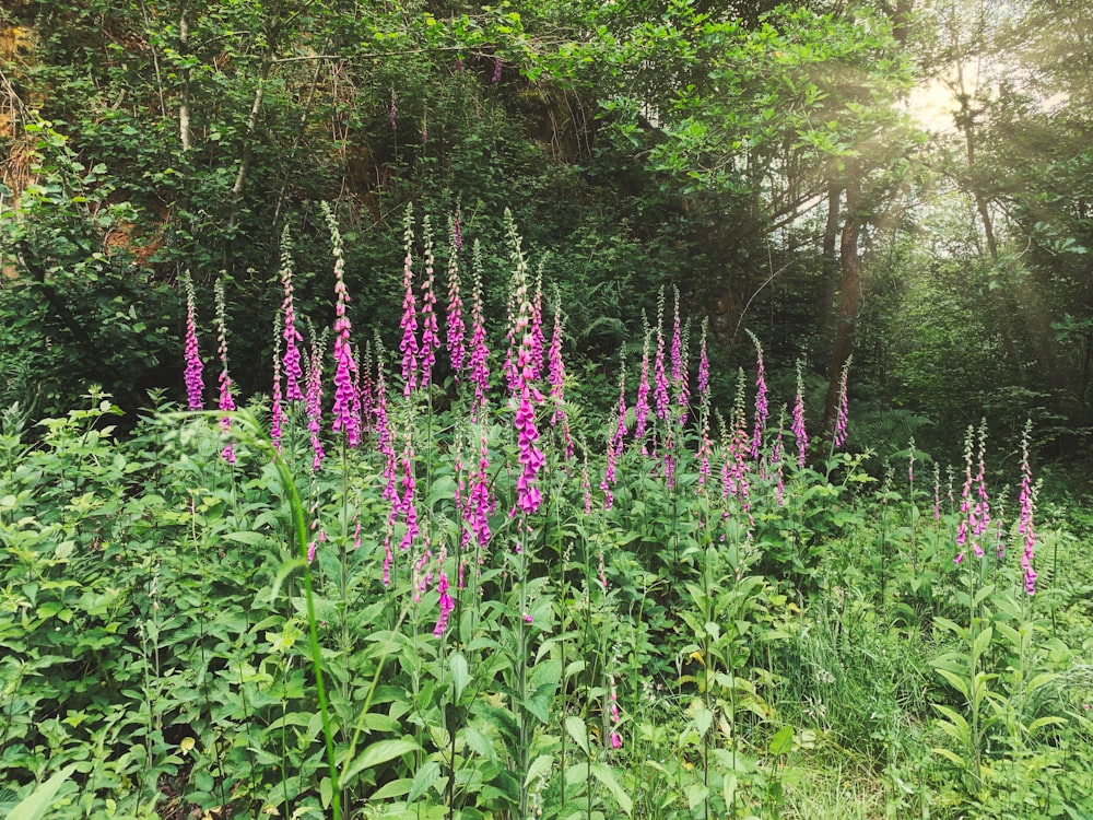 pink flowered plants in field