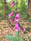 green-leafed plant with purple flowers