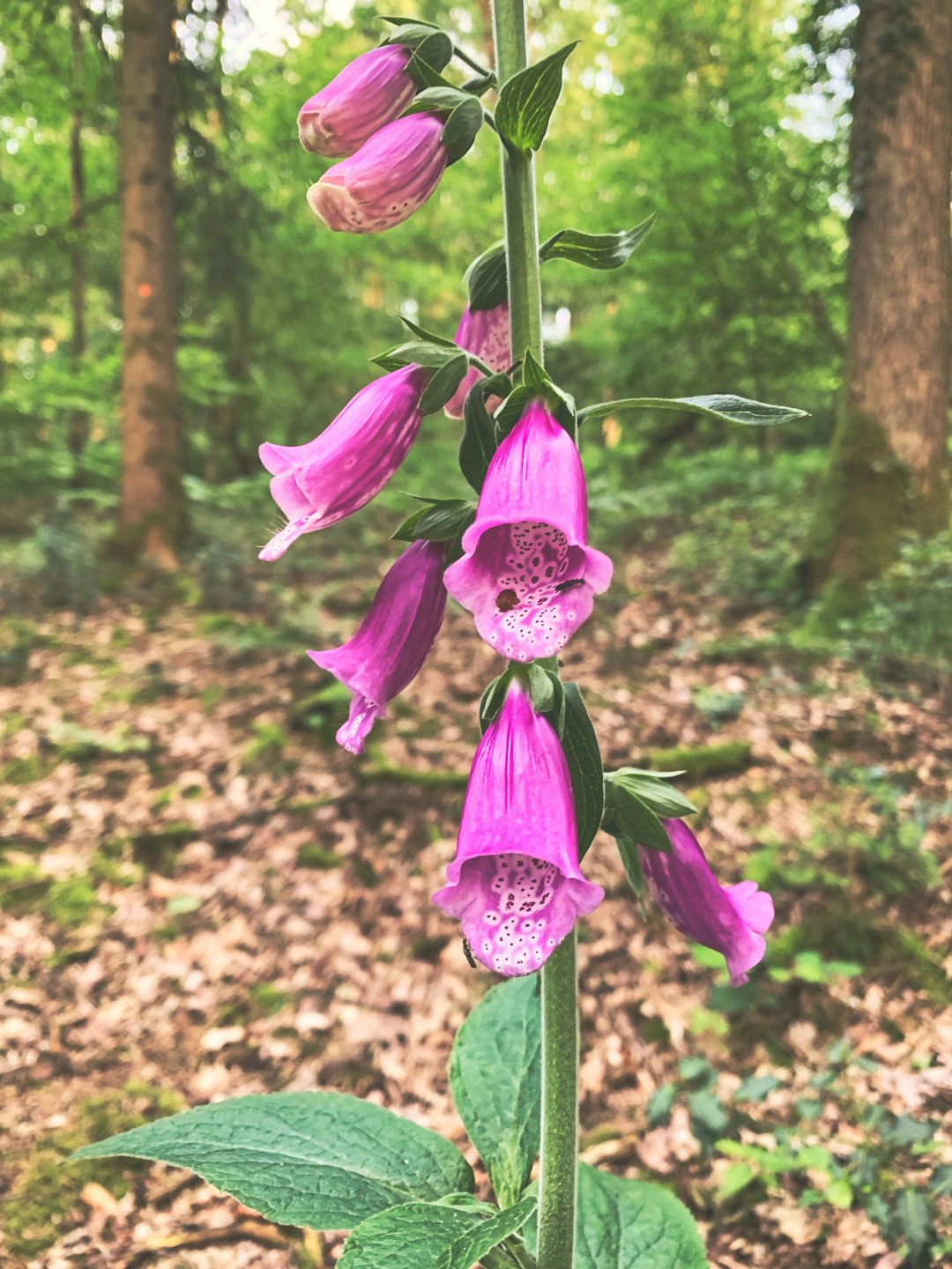 green-leafed plant with purple flowers