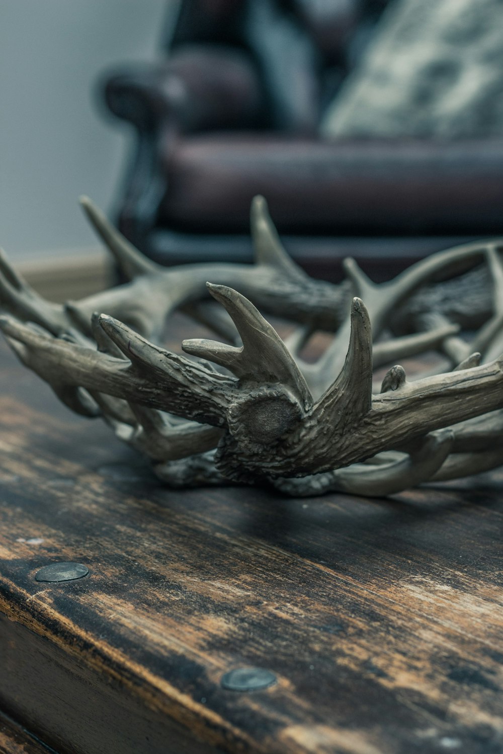 brown antlers on wooden surface