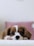 long-coated white and brown puppy
