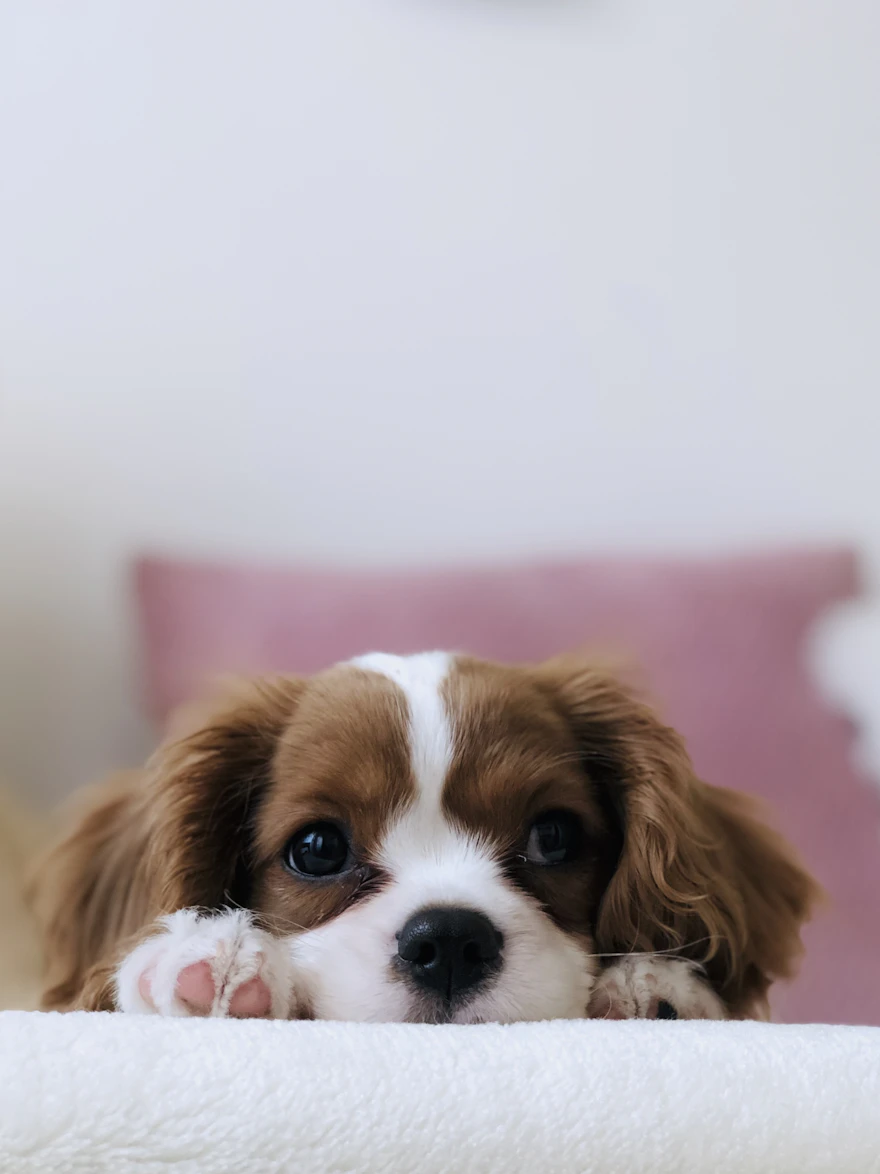 A relaxed Cavalier puppy resting on a soft white blanket