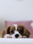 Pet support team