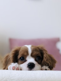 Adorable puppy sitting on a couch looking up with bright curious eyes, representing the decision to get a new dog
