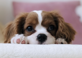 long-coated white and brown puppy