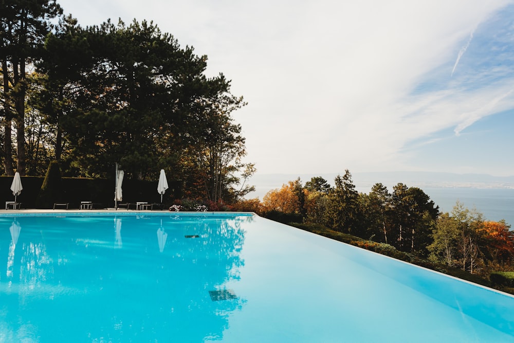 swimming pool near tree