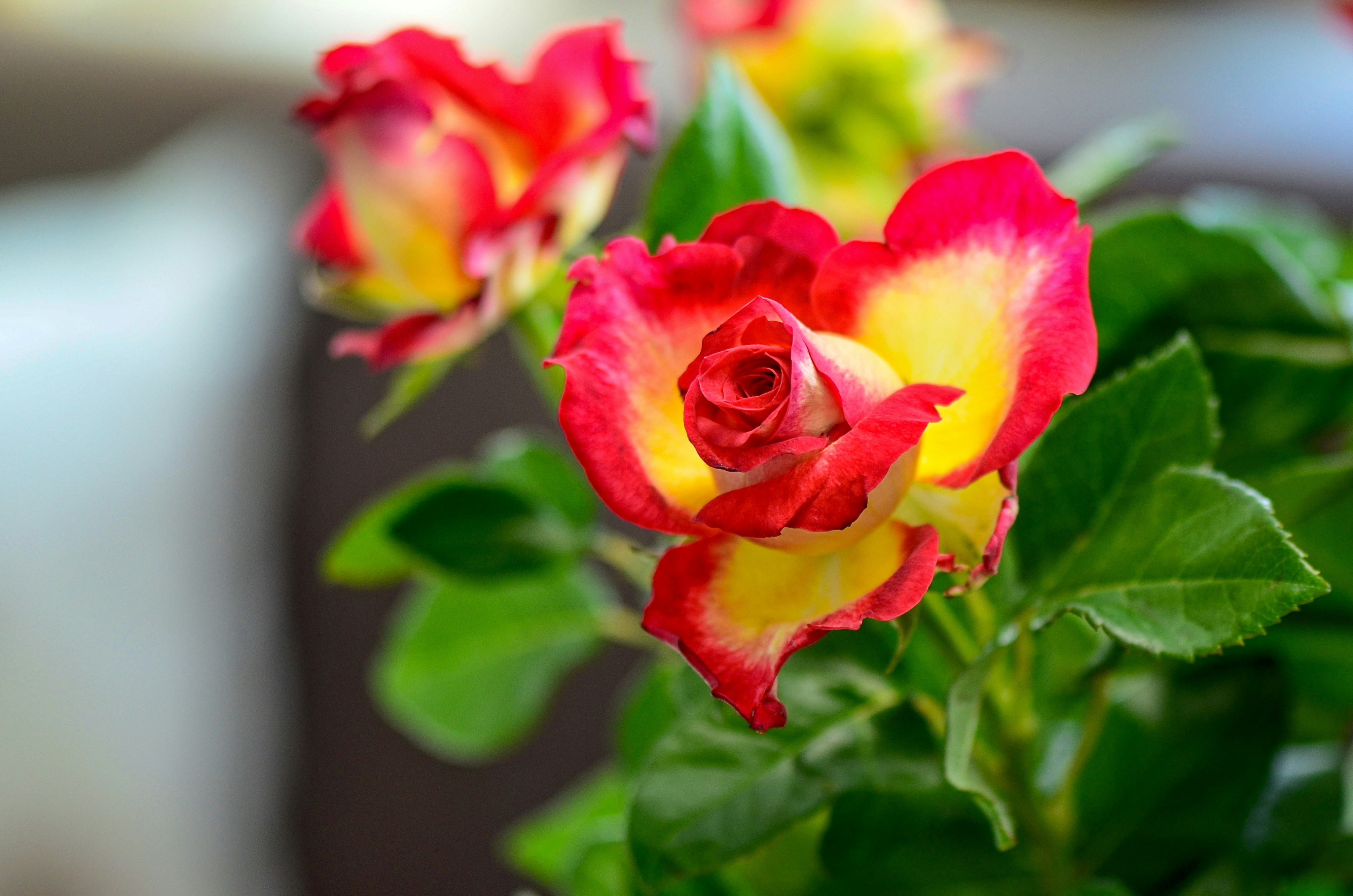 red-and-yellow petaled flowers