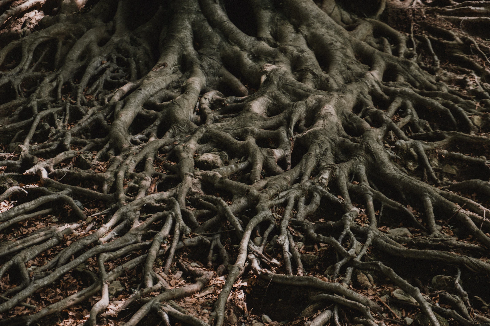 Dense tangle of exposed plant roots — the kind of root mass you uncover when lifting a plant to check for rot