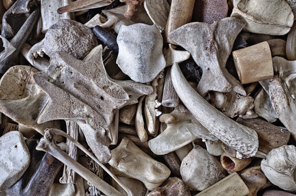 The Power of Bones: History & Myth