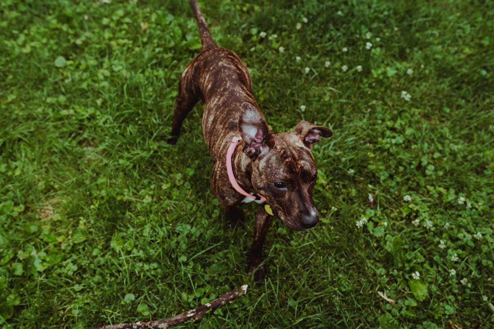 Chien bringé brun à poil court debout sur des herbes vertes