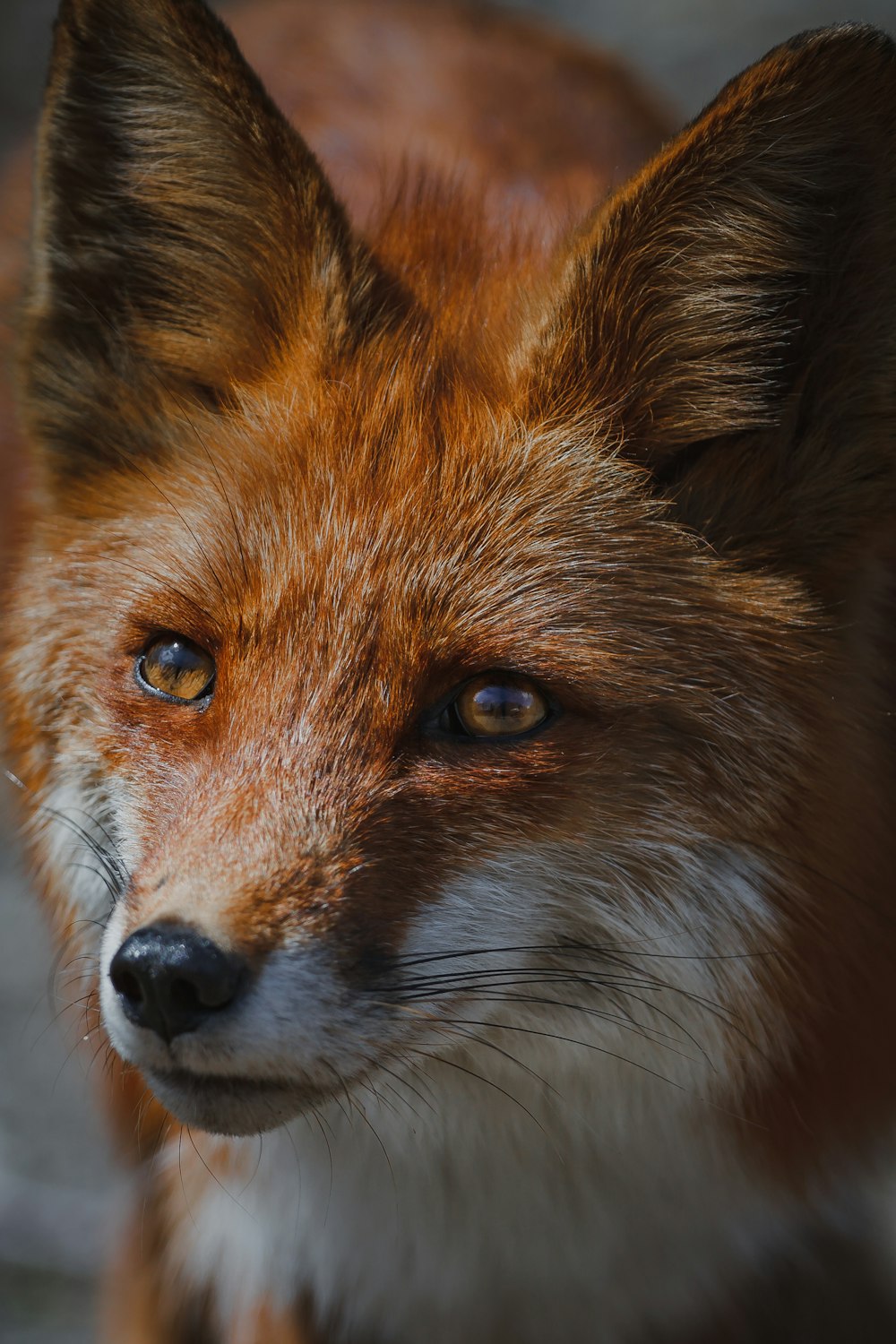 red fox